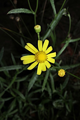 APII jpeg image of Senecio madagascariensis  © contact APII