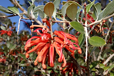 APII jpeg image of Grevillea brevifolia  © contact APII