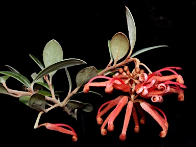 APII jpeg image of Grevillea brevifolia  © contact APII