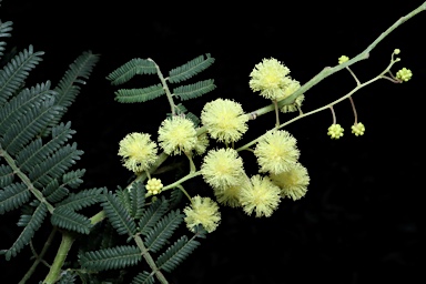 APII jpeg image of Acacia oshanesii  © contact APII