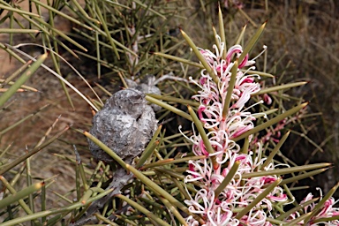 APII jpeg image of Hakea decurrens subsp. decurrens  © contact APII