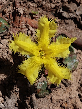 APII jpeg image of Nymphoides geminata  © contact APII