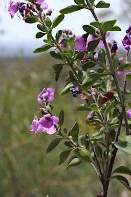 APII jpeg image of Prostanthera rotundifolia  © contact APII