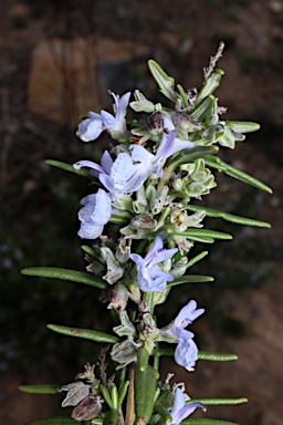 APII jpeg image of Rosmarinus officinalis  © contact APII