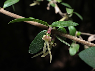 APII jpeg image of Coprosma quadrifida  © contact APII