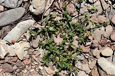 APII jpeg image of Cerastium vulgare  © contact APII