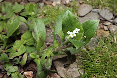 APII jpeg image of Myosotis australis  © contact APII