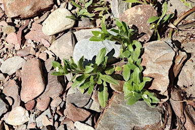 APII jpeg image of Myosotis australis  © contact APII