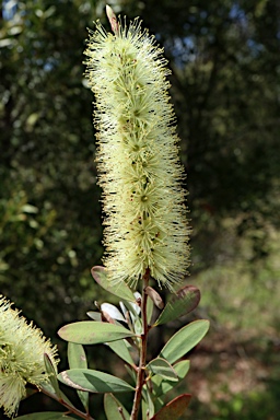 APII jpeg image of Callistemon pallidus  © contact APII