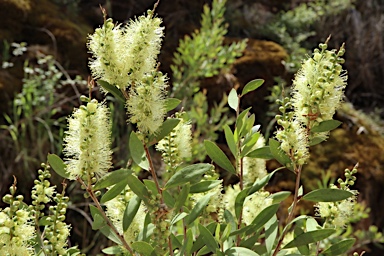 APII jpeg image of Callistemon pallidus  © contact APII