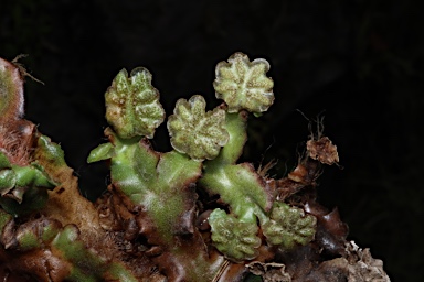 APII jpeg image of Marchantia berteroana  © contact APII