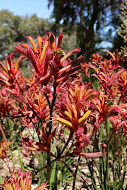 APII jpeg image of Anigozanthos 'Bush Blitz'  © contact APII