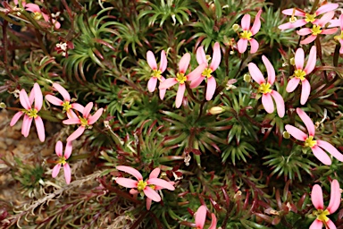 APII jpeg image of Stylidium recurvum  © contact APII