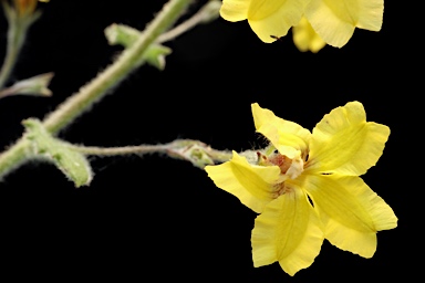 APII jpeg image of Goodenia heterophylla subsp. eglandulosa  © contact APII