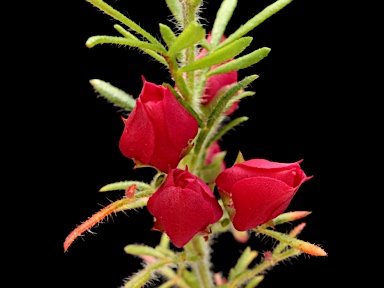 APII jpeg image of Boronia molloyae  © contact APII