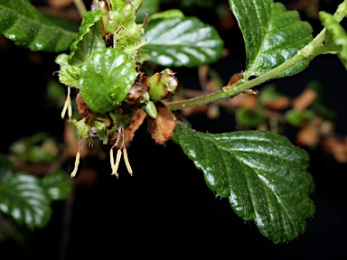 APII jpeg image of Nothofagus gunnii  © contact APII