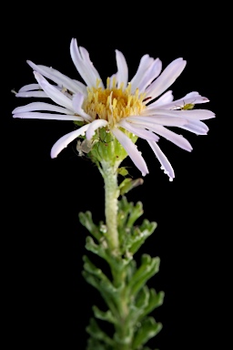 APII jpeg image of Olearia sp. Rhizomatica (I.R.Telford 11549)  © contact APII