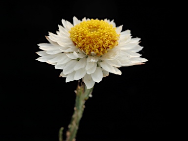 APII jpeg image of Helichrysum calvertianum  © contact APII