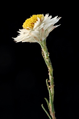 APII jpeg image of Helichrysum calvertianum  © contact APII