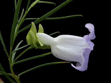 APII jpeg image of Eremophila gibsonii  © contact APII