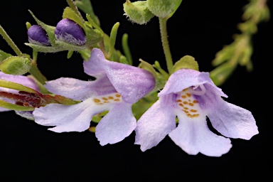 APII jpeg image of Prostanthera saxicola var. bracteolata  © contact APII