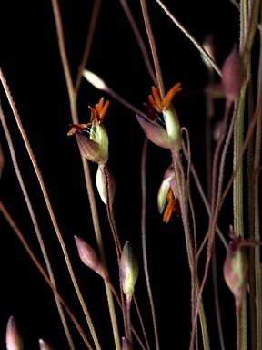 APII jpeg image of Panicum capillare  © contact APII