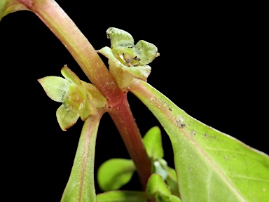 APII jpeg image of Ludwigia palustris  © contact APII