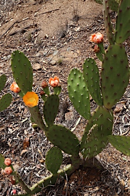 APII jpeg image of Opuntia elata  © contact APII