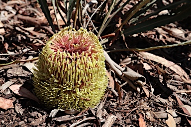 APII jpeg image of Banksia petiolaris  © contact APII