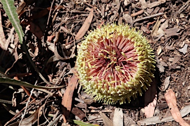 APII jpeg image of Banksia petiolaris  © contact APII