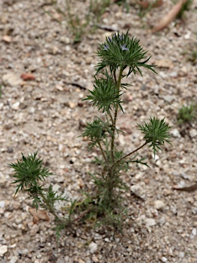 APII jpeg image of Navarretia squarrosa  © contact APII