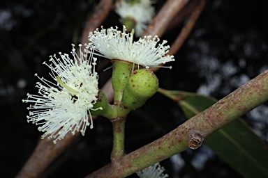 APII jpeg image of Eucalyptus stricta  © contact APII