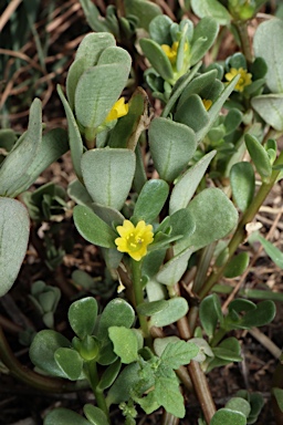 APII jpeg image of Portulaca oleracea  © contact APII