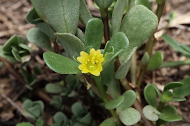 APII jpeg image of Portulaca oleracea  © contact APII