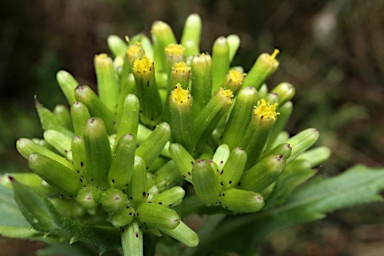 APII jpeg image of Senecio distalilobatus  © contact APII