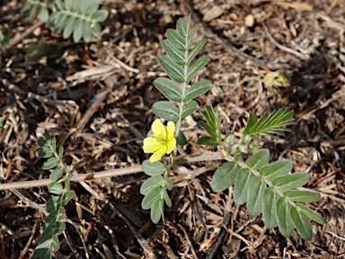 APII jpeg image of Tribulus terrestris  © contact APII