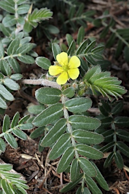 APII jpeg image of Tribulus terrestris  © contact APII