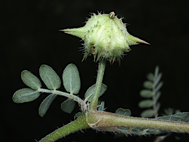 APII jpeg image of Tribulus terrestris  © contact APII