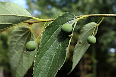 APII jpeg image of Celtis occidentalis  © contact APII