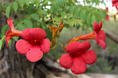 APII jpeg image of Campsis radicans  © contact APII