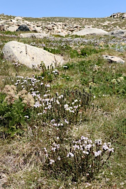 APII jpeg image of Euphrasia  © contact APII