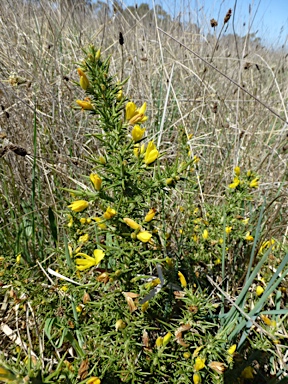 APII jpeg image of Ulex europaeus  © contact APII