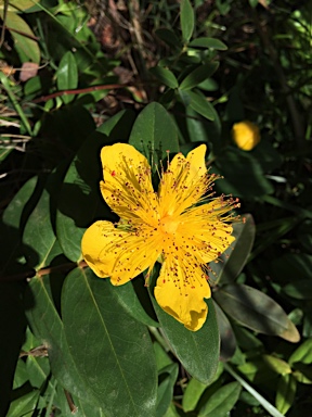 APII jpeg image of Hypericum calycinum  © contact APII