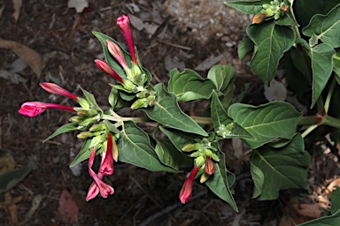 APII jpeg image of Mirabilis jalapa  © contact APII