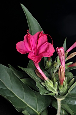 APII jpeg image of Mirabilis jalapa  © contact APII