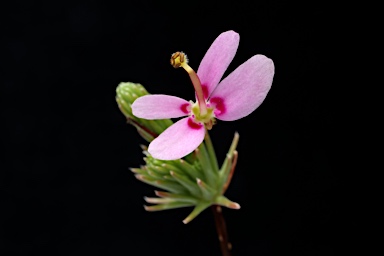 APII jpeg image of Stylidium repens  © contact APII