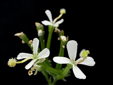 APII jpeg image of Stylidium corymbosum  © contact APII