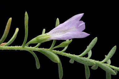 APII jpeg image of Eremophila weldii  © contact APII