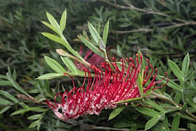 APII jpeg image of Grevillea 'Wakiti Gem'  © contact APII