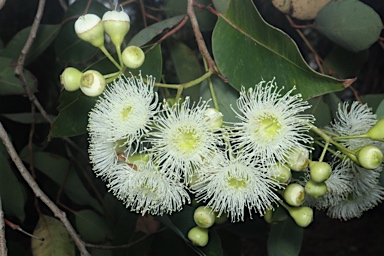 APII jpeg image of Corymbia calophylla  © contact APII